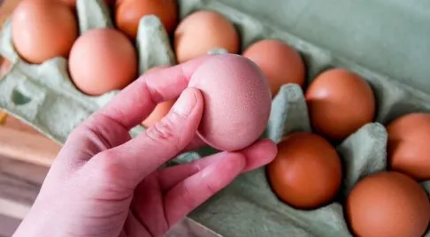 Belgjika e alarmuar, shpërthim dramatik i Salmonelës, mbi 300 raste të konfirmuara! U infektuan pasi hëngrën vezë