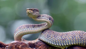 Çfarë duhet të bëni nëse ju kafshon një gjarpër? Këshillat që mund t’ju shpëtojnë jetën