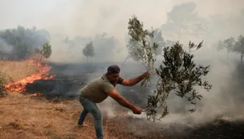 Çmimi i vajit të ullirit pritet të rritet sërish, shkak i nxehti ekstrem