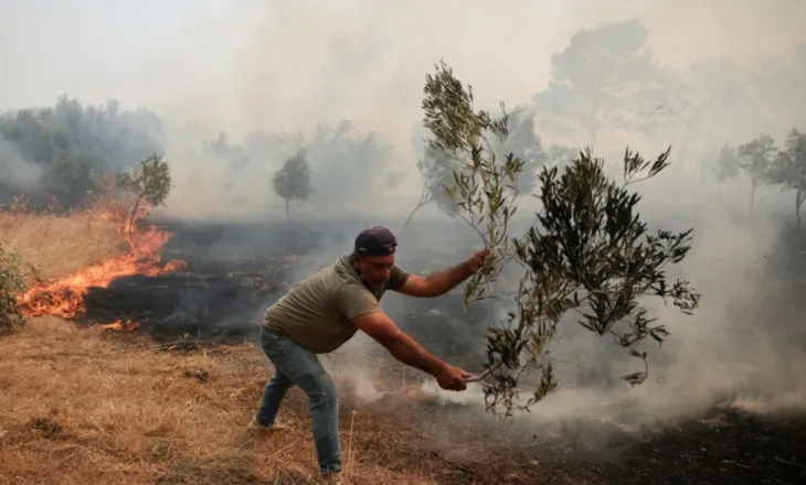 Çmimi i vajit të ullirit pritet të rritet sërish, shkak i nxehti ekstrem
