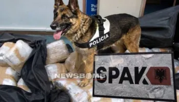 Detaje nga dosja Aruba/ Kokainë drejt Ukrainës dhe Polonisë, si kamuflohej droga për t’i shpëtuar qenit të kufirit…