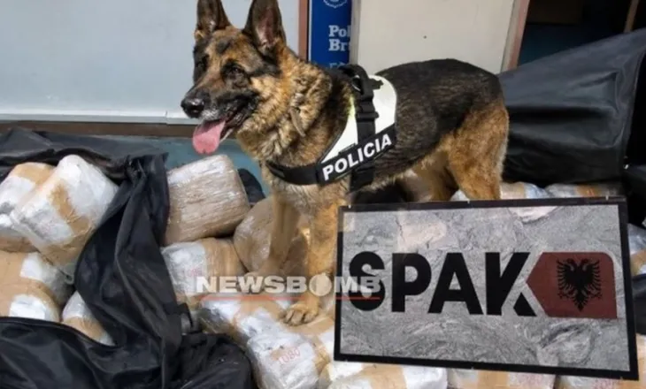 Detaje nga dosja Aruba/ Kokainë drejt Ukrainës dhe Polonisë, si kamuflohej droga për t’i shpëtuar qenit të kufirit…