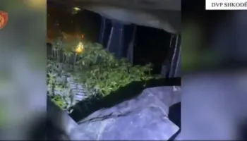DETAJET/ Kapet në ndjekje furgoni me 2500 kubikë kanabisi, në pranga 2 të rinjtë! Do ngrinin plantacionin e drogës në vaun e Dejës
