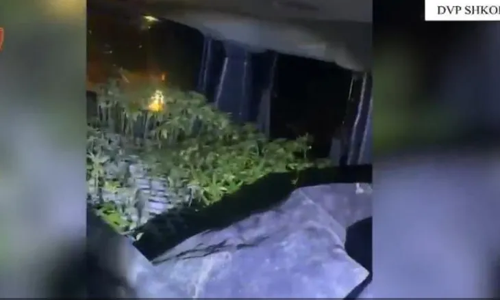 DETAJET/ Kapet në ndjekje furgoni me 2500 kubikë kanabisi, në pranga 2 të rinjtë! Do ngrinin plantacionin e drogës në vaun e Dejës