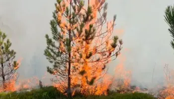 Dita e katërt e zjarrit në Tërbun/ Flakët shkrumbojnë sipërfaqe me pisha, kërkohet ndërhyrje urgjente nga ajri