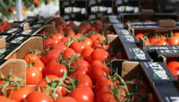 Domatja 50 lekë në Lushnjë, 120 në Tiranë/ Qeveria premton të zbulojë ku rritet çmimi
