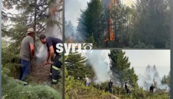 Dy vatra në Dibër, zjarri përpin pyllin me pisha, shkojnë ta fikin me lopata e shkopinj! Shikoni pamjet
