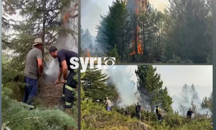 Dy vatra në Dibër, zjarri përpin pyllin me pisha, shkojnë ta fikin me lopata e shkopinj! Shikoni pamjet