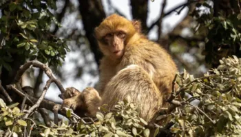 E pazakontë në Indonezi, majmuni sulmon dhe plagos 18 persona, shumë prej tyre morën mjekim kundër tërbimit!