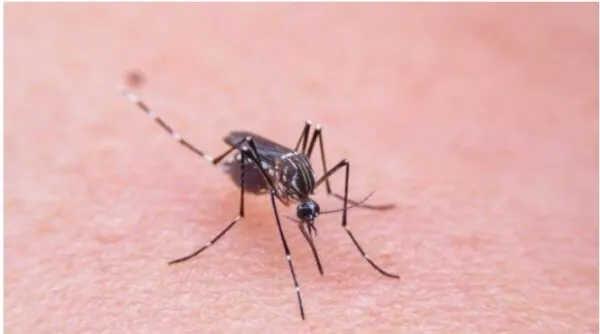 ‘Ethet e Nilit’ alarmojnë vendin/ Shpallet epidemia në 5 komuna, 26 të infektuar dhe një viktimë