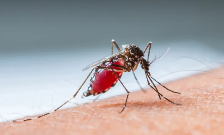 “Ethet e Nilit” në Korçë, përmirësohet gjendja shëndetësore e 72-vjeçarit të sëmurë! Vijon hetimi epidemiologjik
