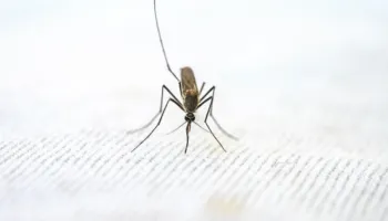 Ethet e Nilit Perëndimor alarmojnë Maqedoninë e Veriut, shpallet epidemi në 5 komuna! 26 raste dhe një viktimë