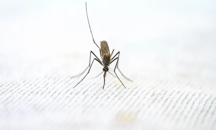 Ethet e Nilit Perëndimor alarmojnë Maqedoninë e Veriut, shpallet epidemi në 5 komuna! 26 raste dhe një viktimë
