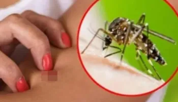 “Ethet e Nilit” pushtojnë edhe Maqedoninë, autoritetet në Shkup japin alarmin! Shpallet epidemia në 5 komuna, 26 të infektuar e një viktimë