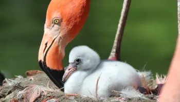 Flamingot nuk lindin rozë, 15 kuriozitete që do t’ju bëjnë ta shihni botën ndryshe