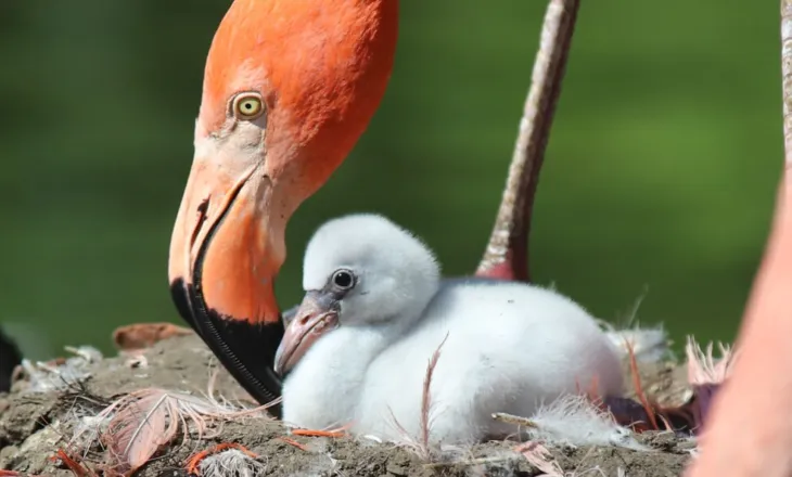 Flamingot nuk lindin rozë, 15 kuriozitete që do t’ju bëjnë ta shihni botën ndryshe