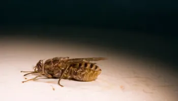 Insekti gjakpirës që ka një sharrë për gojë: Miza që kafshon thuajse gjithçka