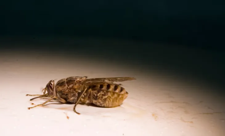 Insekti gjakpirës që ka një sharrë për gojë: Miza që kafshon thuajse gjithçka
