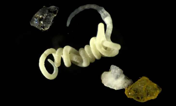 Kafshët kanë ‘ngrënë plastikë’ natyrore prej qindra milionë vitesh
