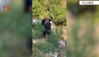 Kapet në flagrancë 33-vjeçari në Dukat, zbulohen 135 bimë kanabisi (VIDEO)
