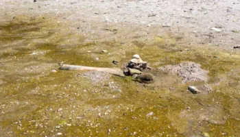Kocka mamuthi zbulohen në shtratin e Danubit në Bullgari për shkak të thatësirës