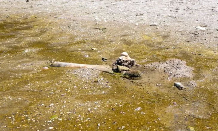 Kocka mamuthi zbulohen në shtratin e Danubit në Bullgari për shkak të thatësirës