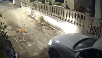 Korfuz: Shoferi që vrau një qen në mes të rrugës rrezikon deri në 10 vite burg