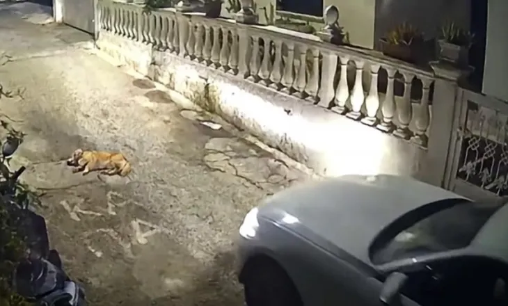 Korfuz: Shoferi që vrau një qen në mes të rrugës rrezikon deri në 10 vite burg