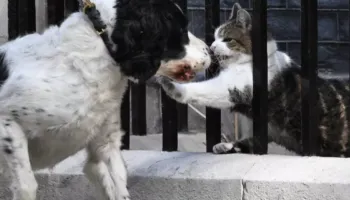 Kryeministri i ri britanik nuk do ta marrë qenin në Downing Street, për të mos shqetësuar macen Larry