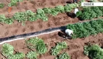 Kultivuan mbi 1100 bimë narkotike, arrestohen dy persona në Dibër
