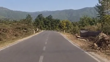 Masakër mjedisore në hyrje të Bajram Currit: Priten pemët përgjatë rrugës, humbet gjelbërimi…Kush e dha lejen? (VIDEO)