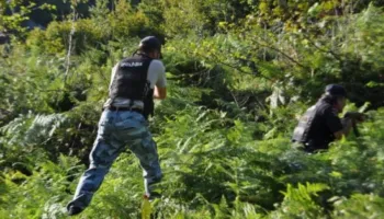 Mbushën pyjet e Fushë-Arrëzit me hashash, arrestohen 2 persona! Kultivuan qindra bimë narkotike në 15 parcela