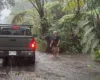 Më shumë se 100,000 persona pa energji elektrike në Hawaii nga uragani Lala –