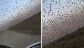 Miliona karkaleca “pushtojnë” jugun e Rusisë, tufat gjigante bllokojnë rrugët dhe errësojnë qiellin (VIDEO)