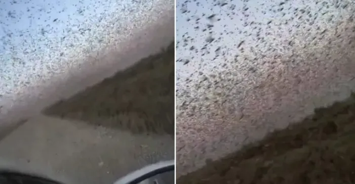 Miliona karkaleca “pushtojnë” jugun e Rusisë, tufat gjigante bllokojnë rrugët dhe errësojnë qiellin (VIDEO)
