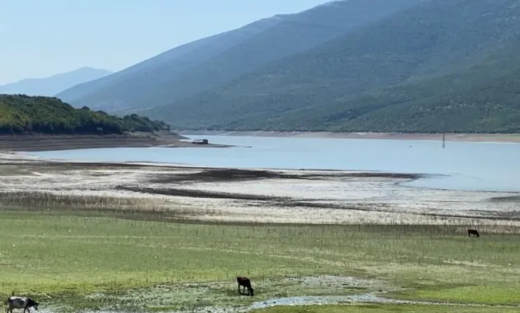 Mungesa e reshjeve/ Thahet liqeni i Vërmicës, shndërrohet në livadh për bagëtitë