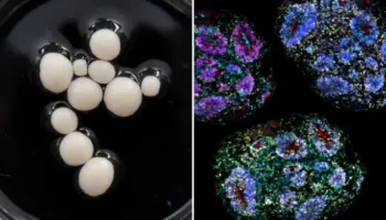“Nature”: “Truri” më jetëgjatë i rritur në laborator ruan gjurmët e ndryshimeve biologjike ndër vite