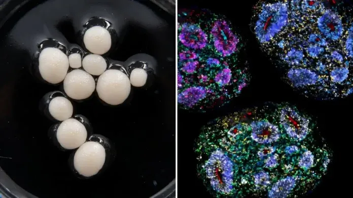 “Nature”: “Truri” më jetëgjatë i rritur në laborator ruan gjurmët e ndryshimeve biologjike ndër vite