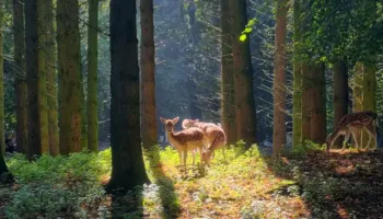 Nga perëndimet magjike te peizazhet e qeta, fotot që sjellin bukurinë e Skocisë