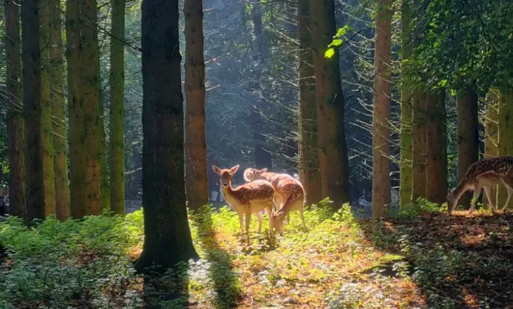 Nga perëndimet magjike te peizazhet e qeta, fotot që sjellin bukurinë e Skocisë