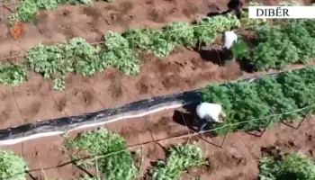 Operacion antidrogë në Dibër, zbulohen mbi 1 mijë rrënjë kanabis, arrestohen dy persona