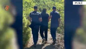 Parcelë kanabisi, arrestohet 58-vjeçari në Pukë, i sekuestrohet edhe armë zjarri