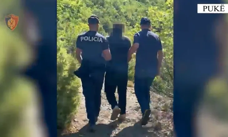Parcelë kanabisi, arrestohet 58-vjeçari në Pukë, i sekuestrohet edhe armë zjarri