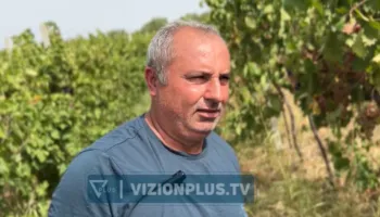 Përgjysmohen sipërfaqet me vreshta në Roskovec, fermerët ankohen për çmimin e ulët që ofron tregu