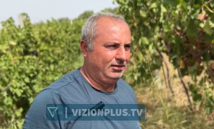 Përgjysmohen sipërfaqet me vreshta në Roskovec, fermerët ankohen për çmimin e ulët që ofron tregu