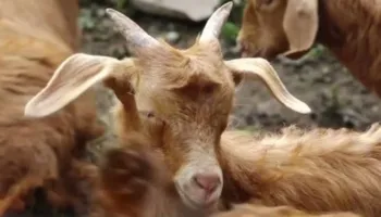 “Plasja” bie mbi disa krerë bagëti në Gjirokastër, autoritetet thirrje fermerëve të njoftojnë menjëherë veterinerët