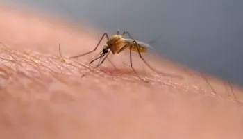 Pse disa njerëz tërheqin më shumë mushkonjat se të tjerët