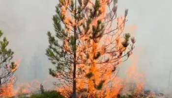 Pyjet e Tërbunit prej katër ditësh nën pushtetin e flakëve, hektarë të tërë të shkrumbuar, banorët kërkojnë ndërhyrjen nga ajri!