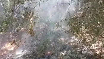 Riaktivizohet zjarri në zonën e Zidollit, flakët po përhapen në pyjet me pisha