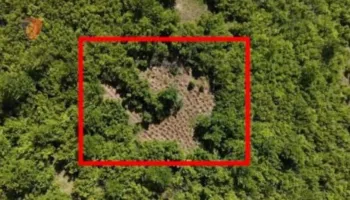 Sherri për kanabis në Fushë-Arrëz/ Denoncoi parcelat e fqinjit, kryeplakut kishte parcelë vetë me 150 rrënjë